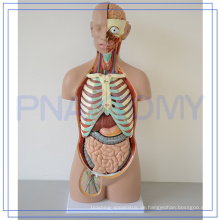 PNT-0311 85CM 17 Teile Anatomie der menschlichen Körperorgane